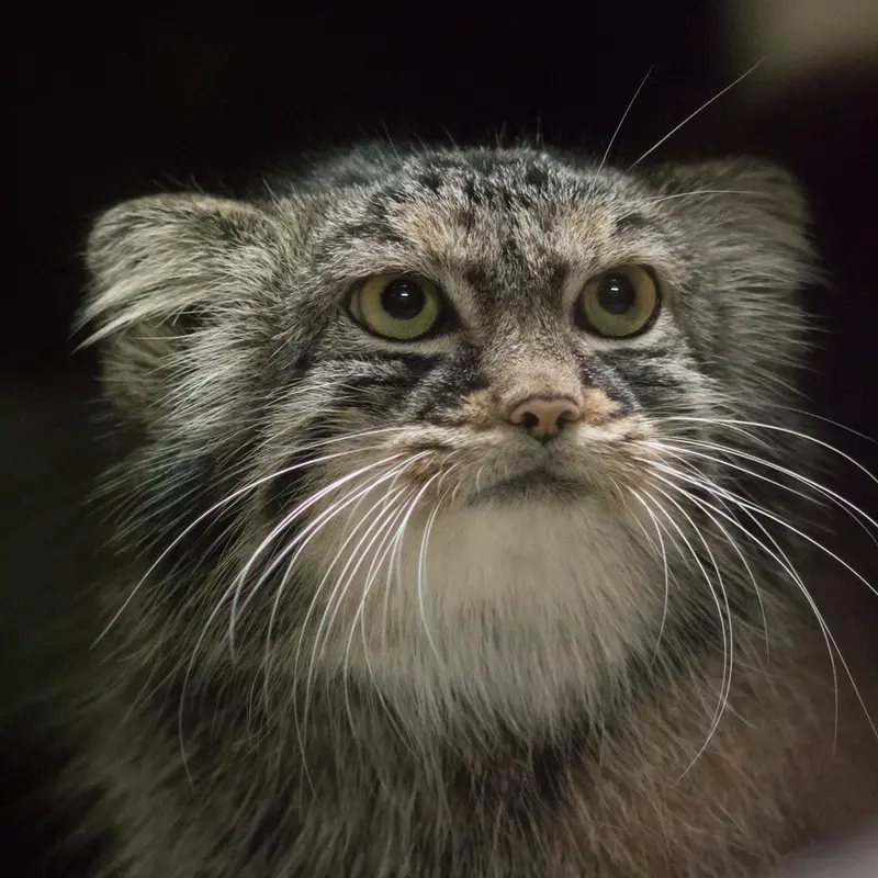 恩賜上野動物園のサフランの写真