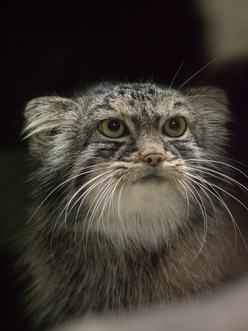 恩賜上野動物園のサフランの写真