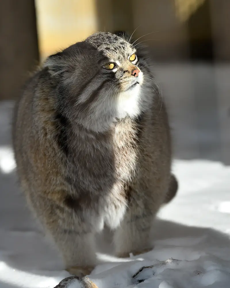 旭山動物園のグルーシャの写真