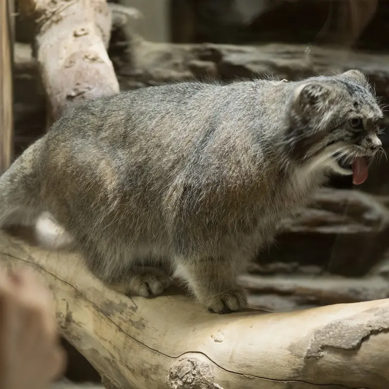 恩賜上野動物園のクリョンの写真