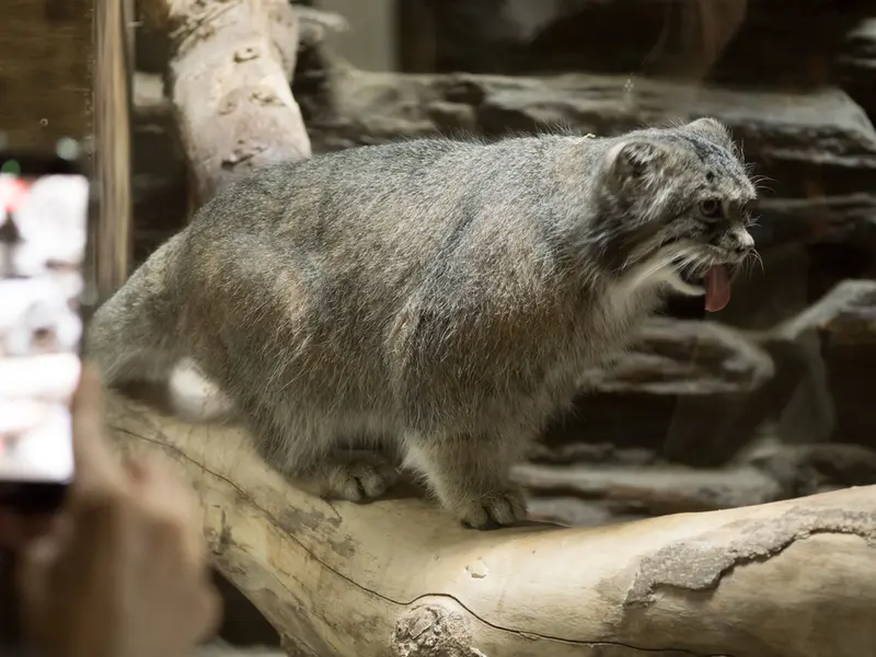 恩賜上野動物園のクリョンの写真
