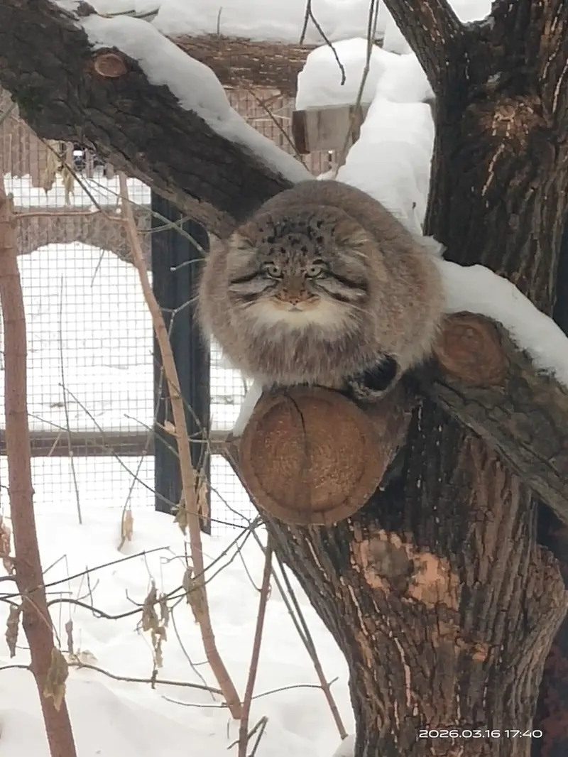 ノヴォシビルスク動物園のグレイの写真