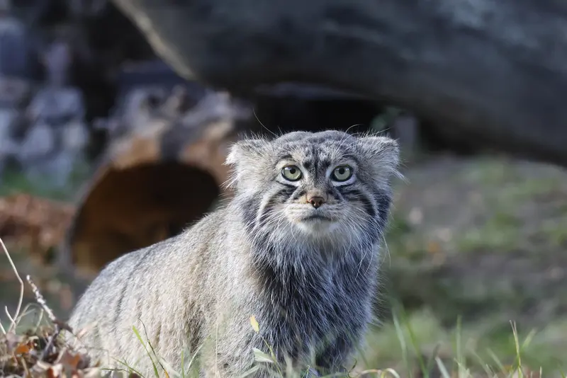 モスクワ動物園のティモフェイの写真
