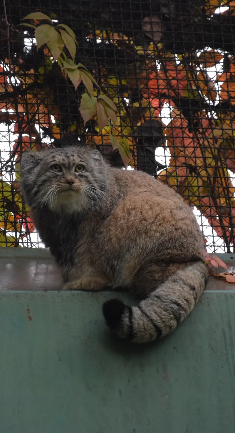 ブダペスト動物園・植物園のボフスの写真