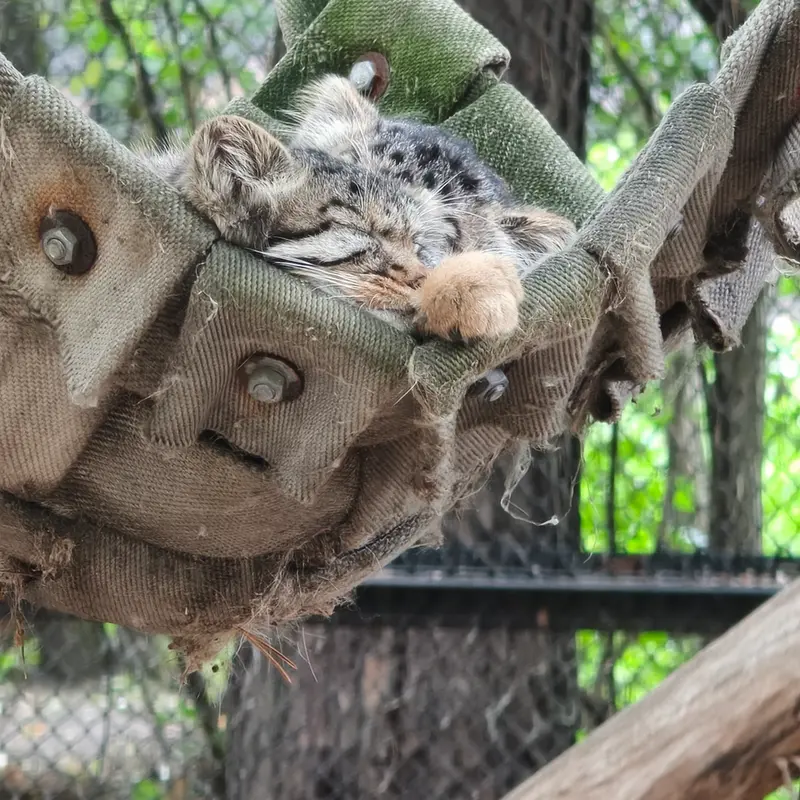 Novosibirsk Zooのマヌルネコの写真