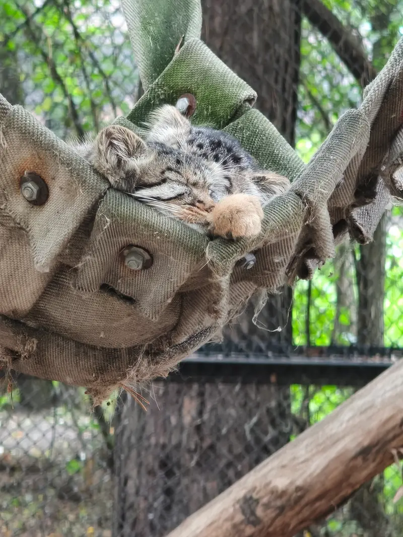 ノヴォシビルスク動物園のマヌルネコの写真
