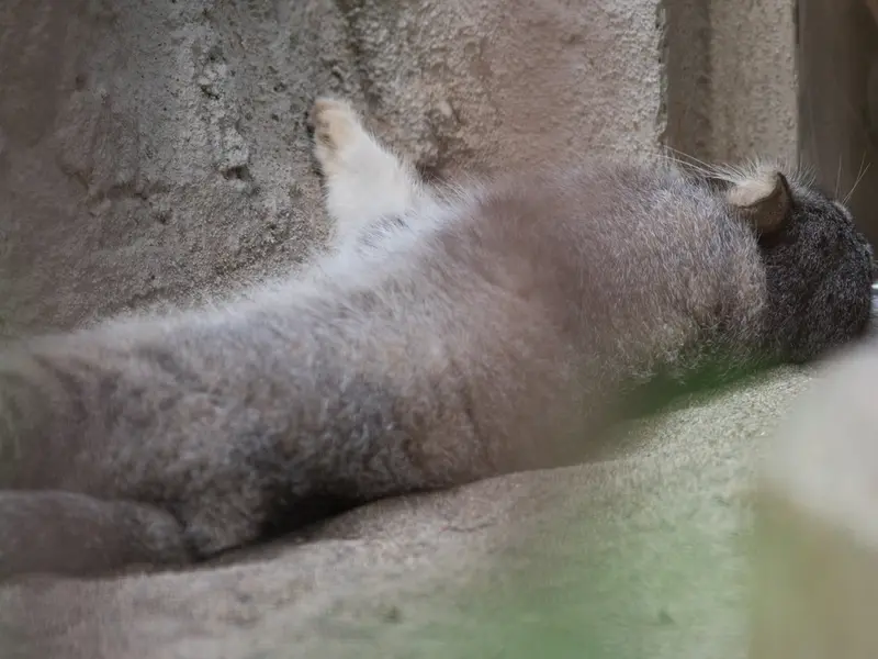 野毛山動物園のフィーガの写真