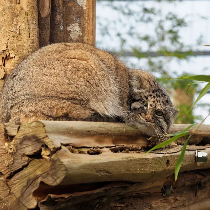 グラスレーベン動物園のディマの写真