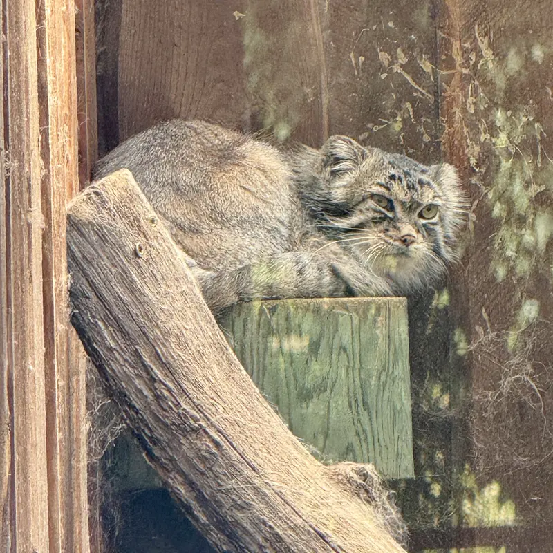 タリン動物園のマーズの写真