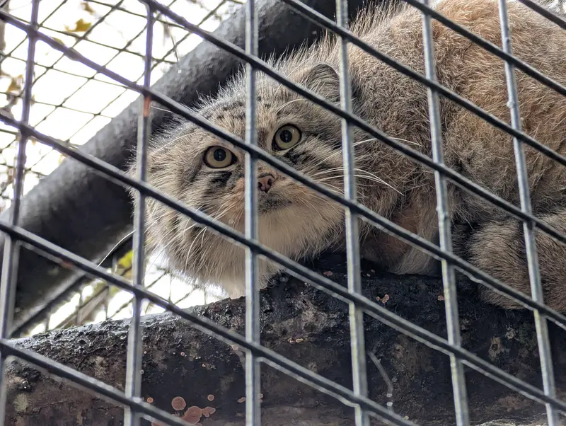 オグルベイ・グッド動物園のブリーの写真