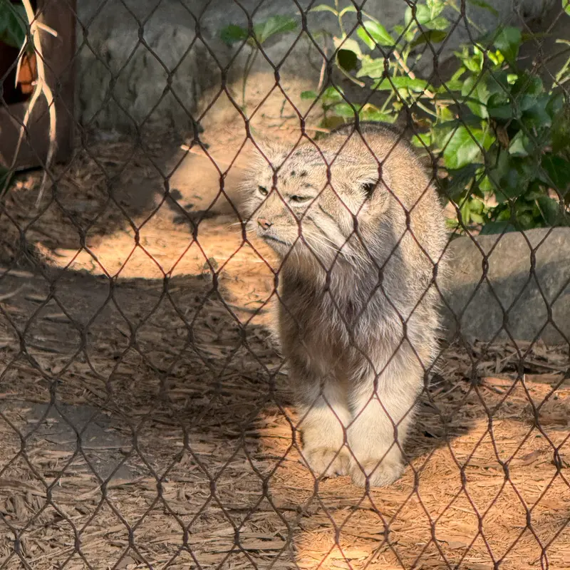 プロスペクト・パーク動物園のバトゥの写真