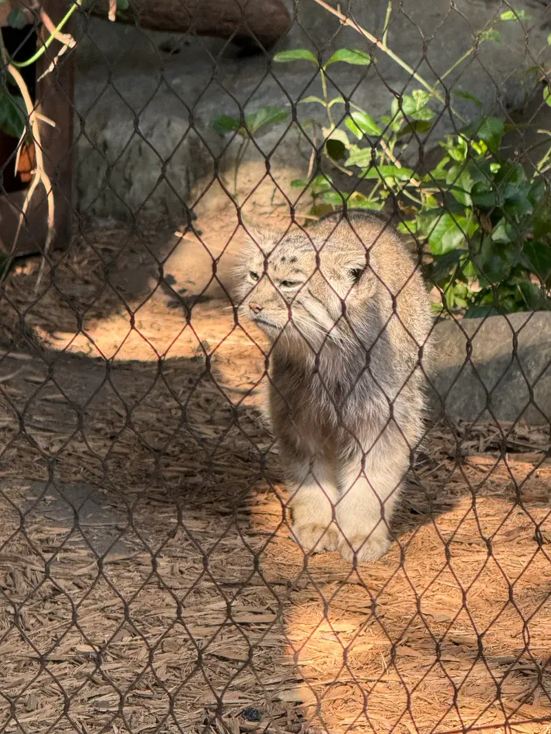プロスペクト・パーク動物園のバトゥの写真
