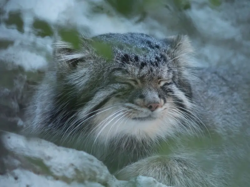 野毛山動物園のフィーガの写真