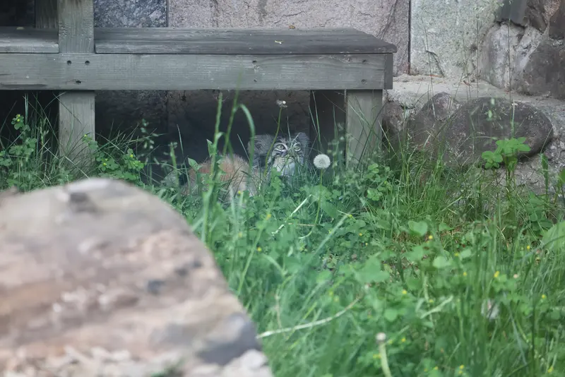 モスクワ動物園のティモフェイの写真