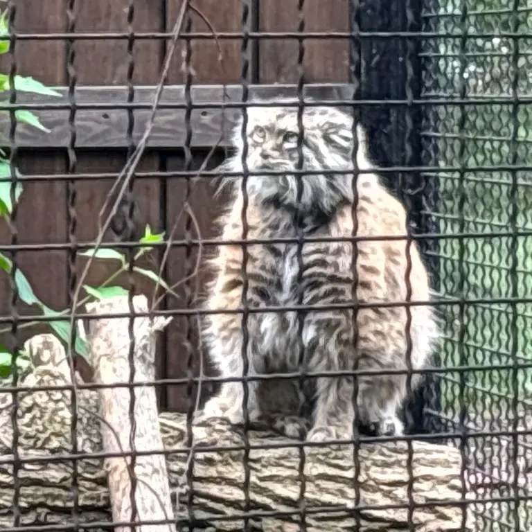 ワルシャワ動物園のジェシーの写真