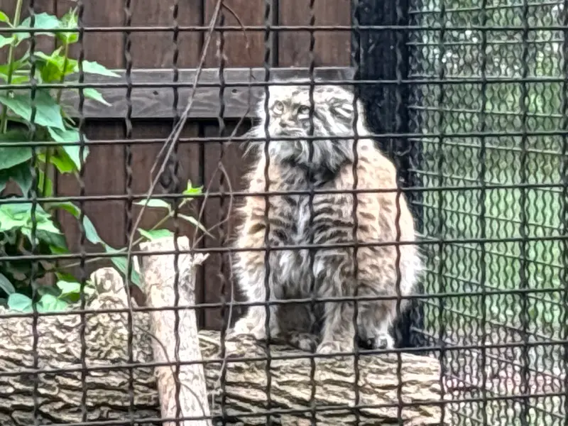 ワルシャワ動物園のジェシーの写真