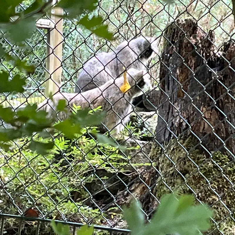 オペル動物園のフェイとバトゥの写真