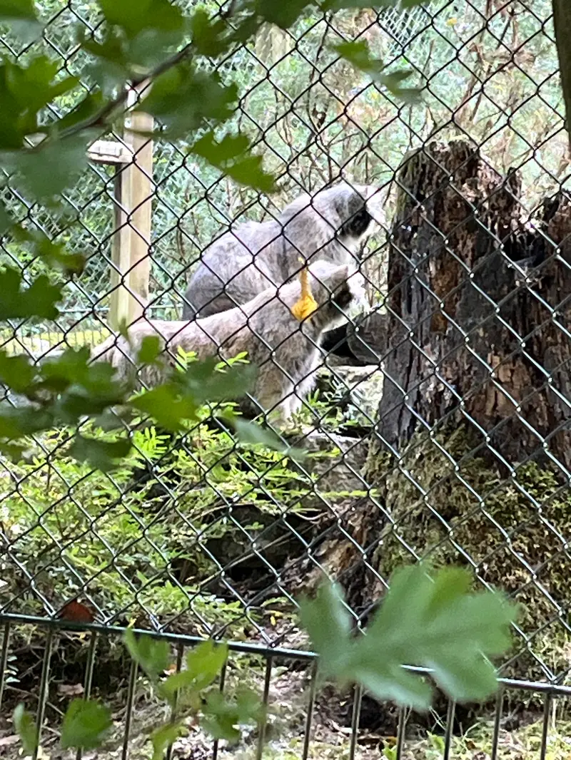 オペル動物園のフェイとバトゥの写真
