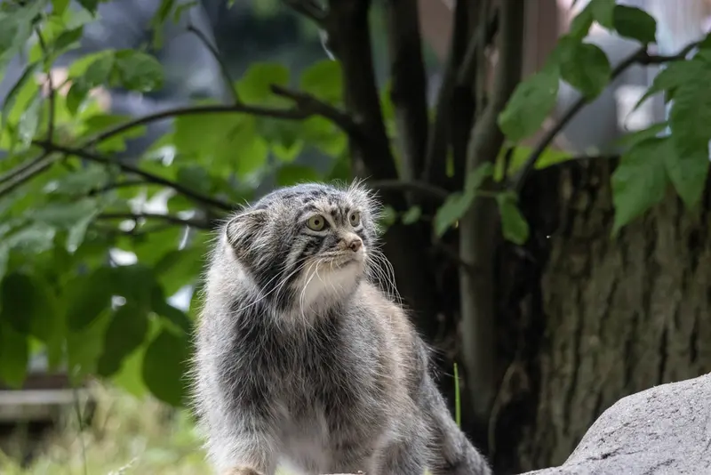 モスクワ動物園のティモフェイの写真