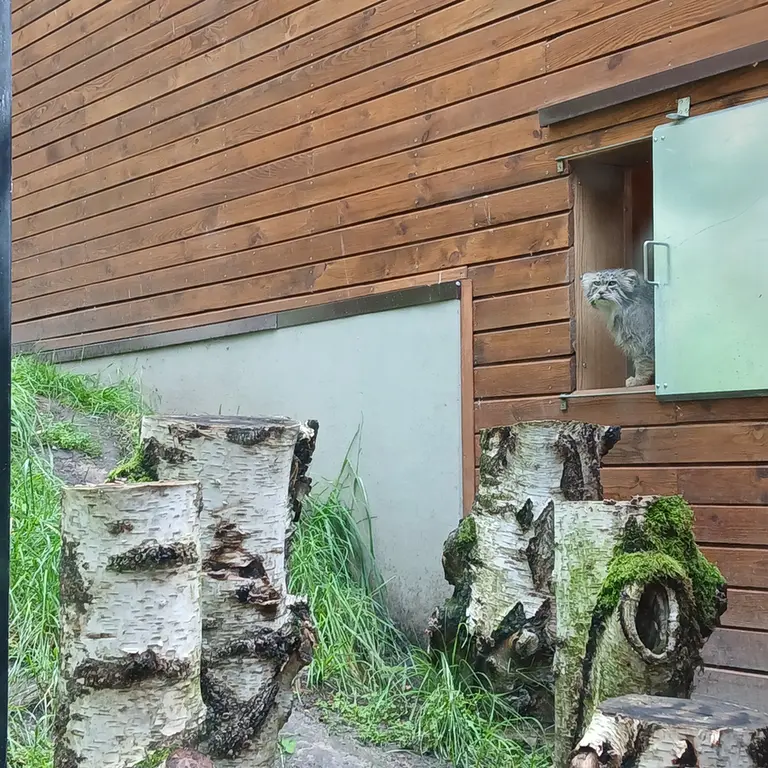 グダニスク動物園のマヌエルの写真