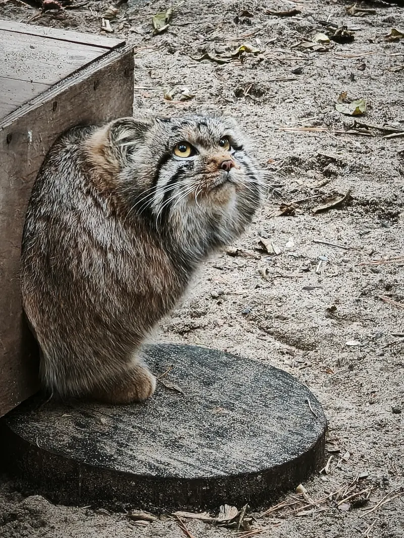 ノヴォシビルスク動物園のスネジャナの息子 b.2026 Ⅰの写真