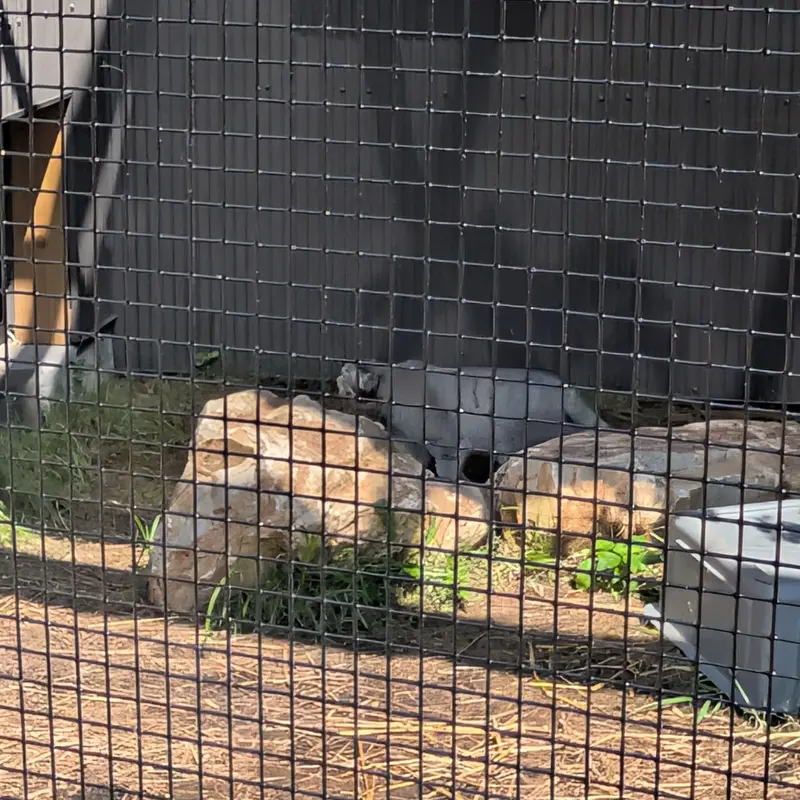 エルムウッド・パーク動物園のマヌルネコの写真