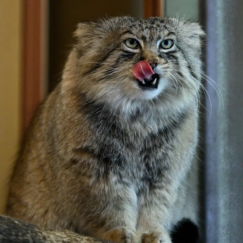埼玉県こども動物自然公園のロータスの写真