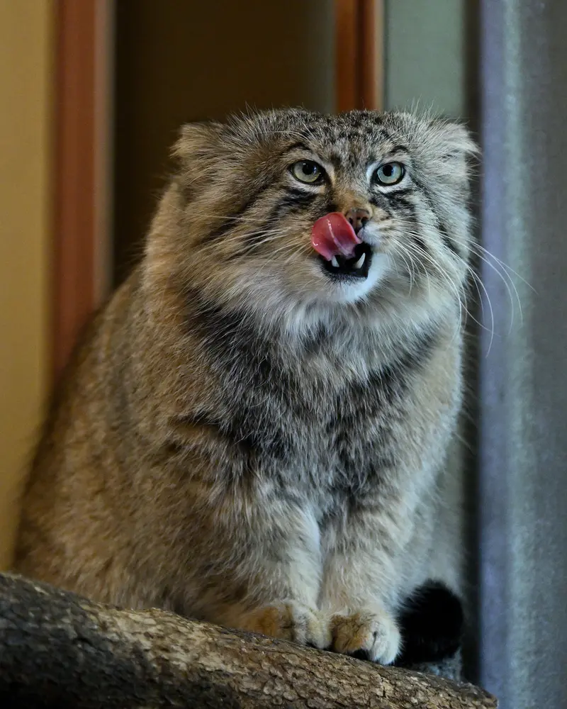 埼玉県こども動物自然公園のロータスの写真