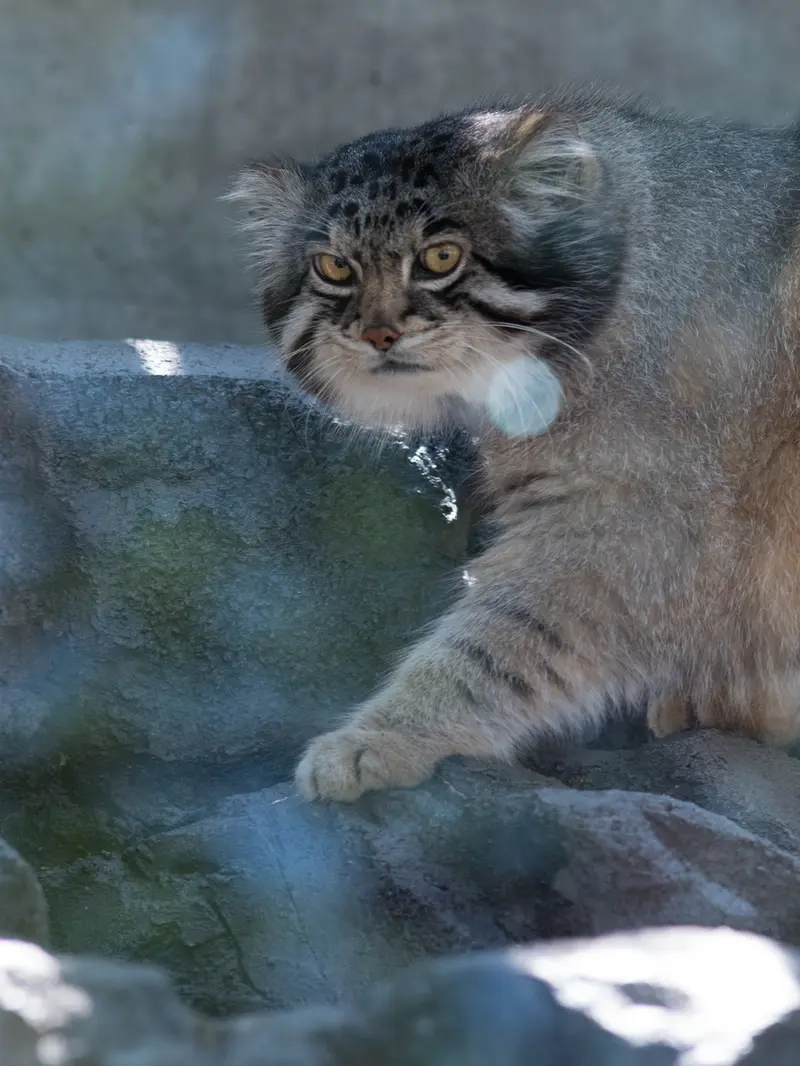 旭山動物園のグルーシャの写真