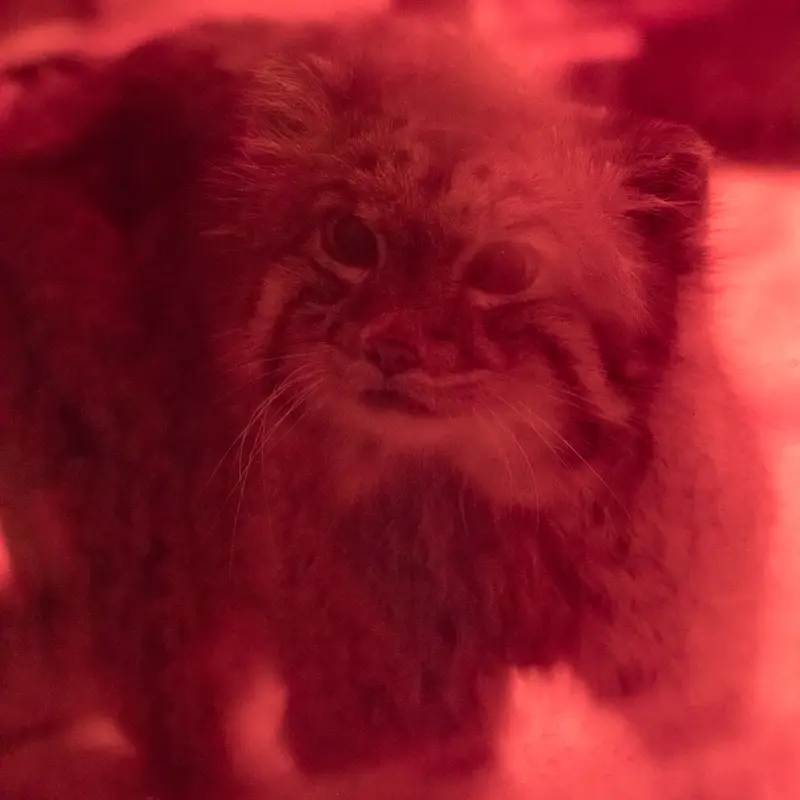 恩賜上野動物園のナイマの写真
