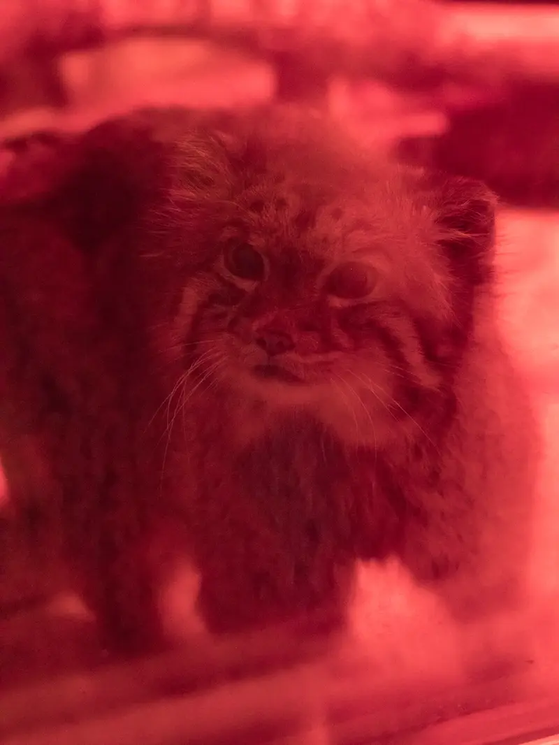 恩賜上野動物園のナイマの写真