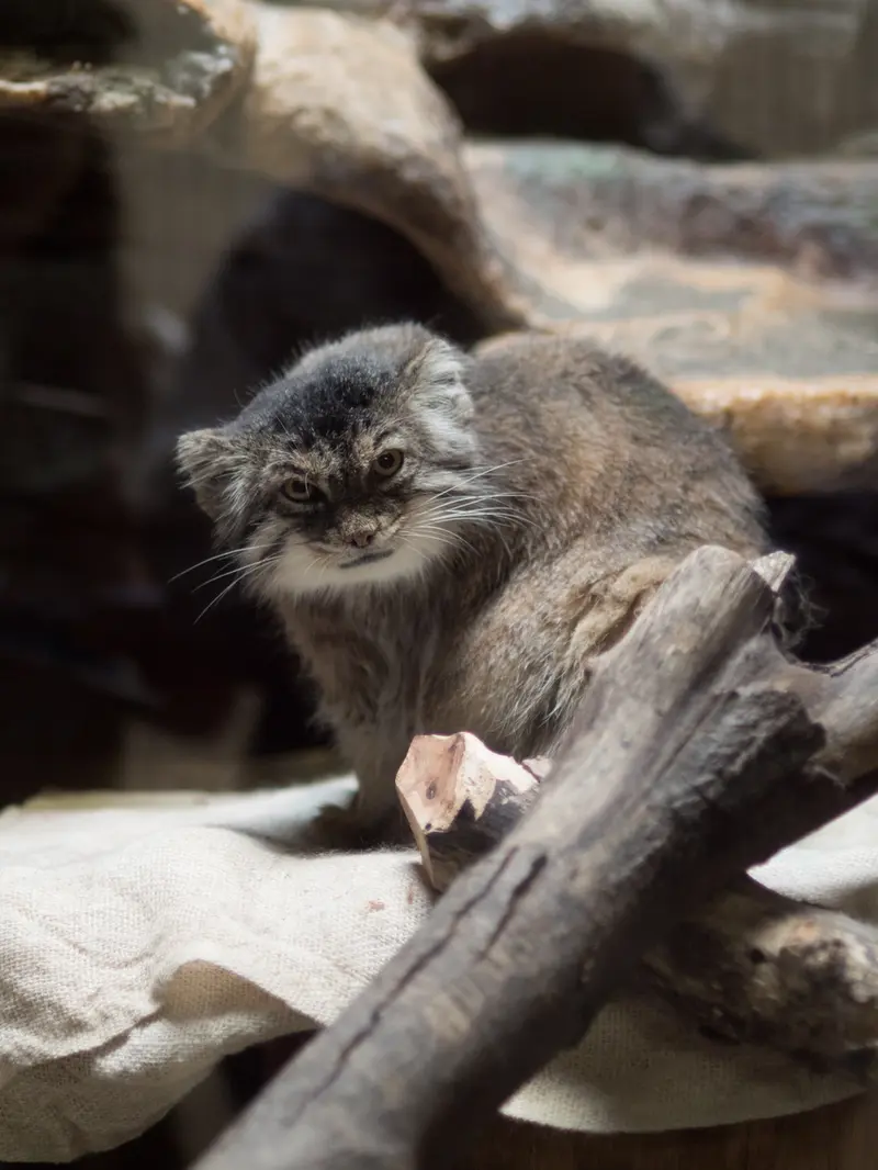 恩賜上野動物園のプリームラの写真