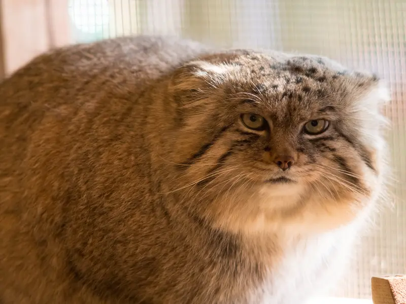 埼玉県こども動物自然公園のロータスの写真