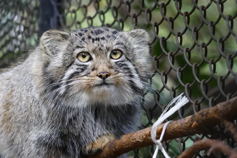 ノヴォシビルスク動物園のマヌルネコの写真