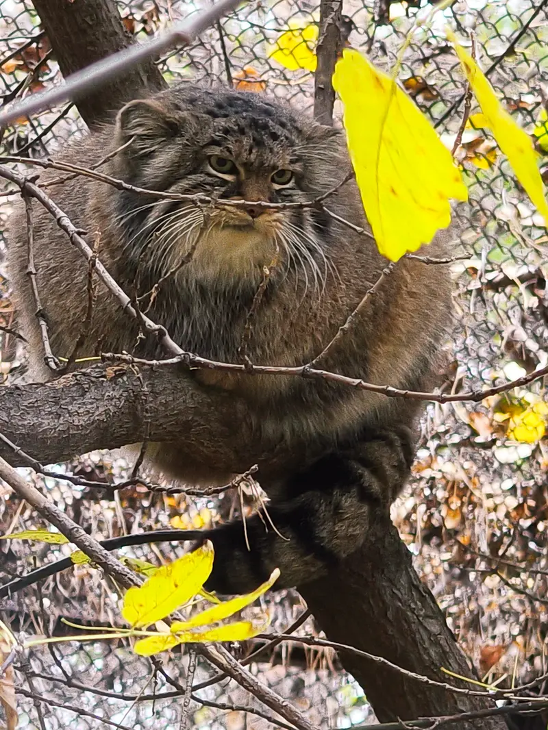 ノヴォシビルスク動物園のゾーシャの写真