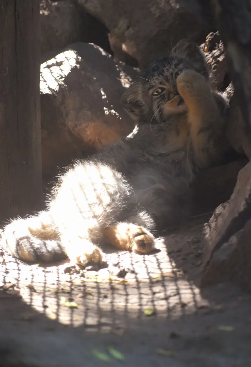 ブダペスト動物園＆植物園のボブの写真