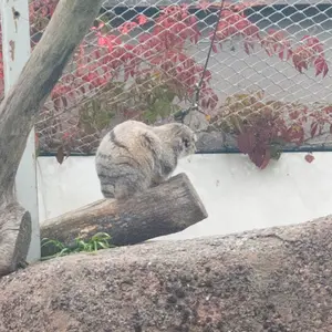 コルケアサーリ動物園のサイミの写真