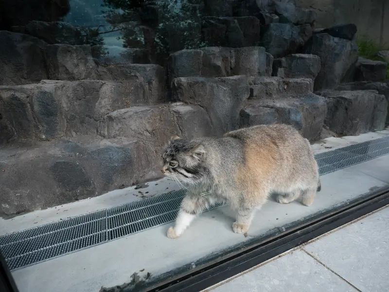 旭山動物園のグルーシャの写真