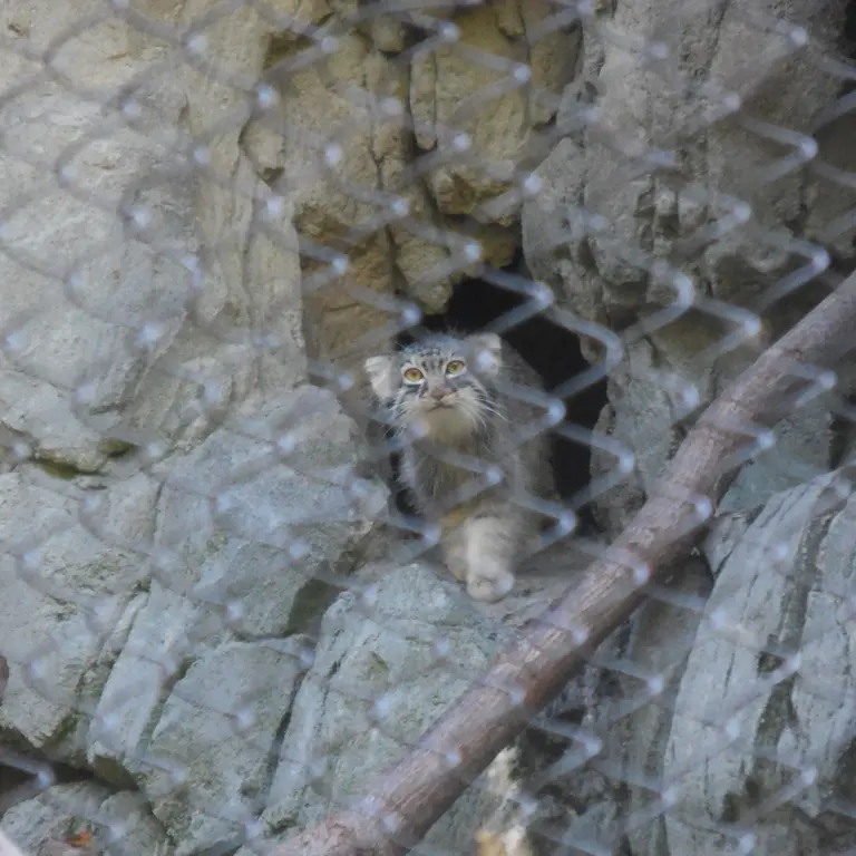 ウッドランド・パーク動物園のグースの写真