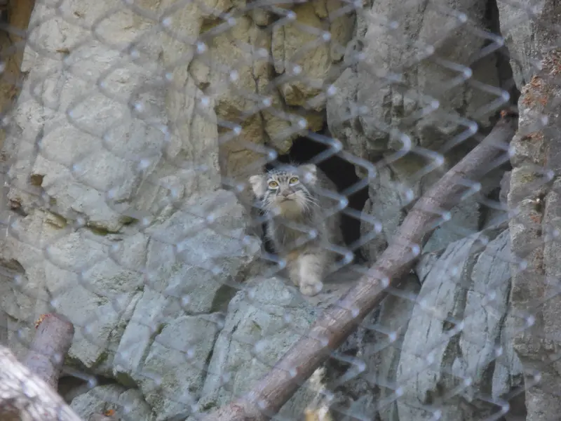 ウッドランド・パーク動物園のグースの写真