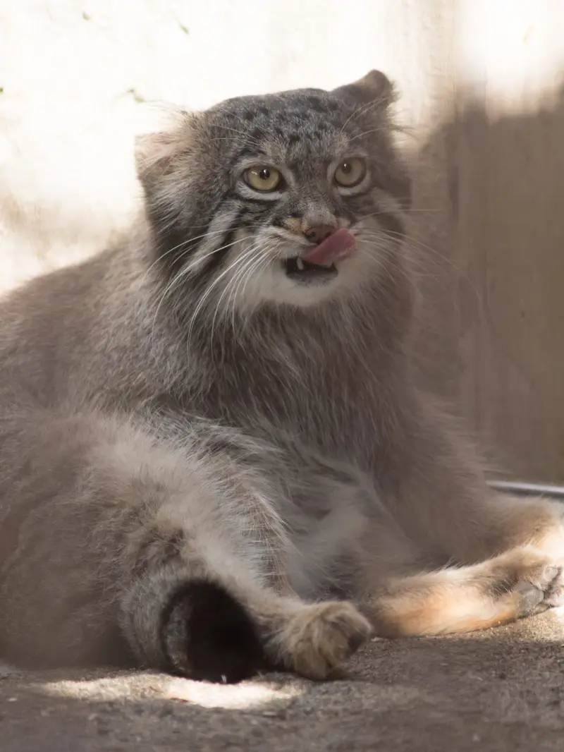 野毛山動物園のフィーガの写真