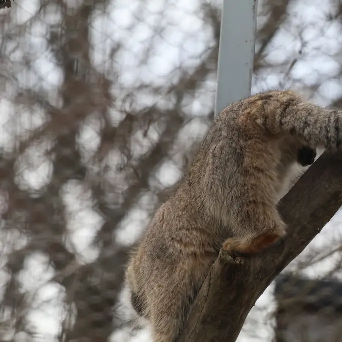 コルケアサーリ動物園のアルカスの写真
