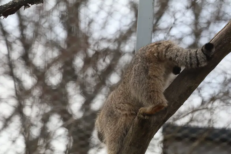 コルケアサーリ動物園のアルカスの写真