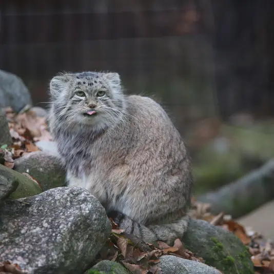 ポズナン新動物園のマニアの写真