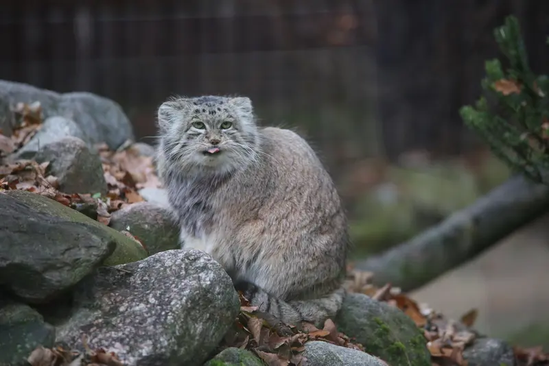 ポズナン新動物園のマニアの写真