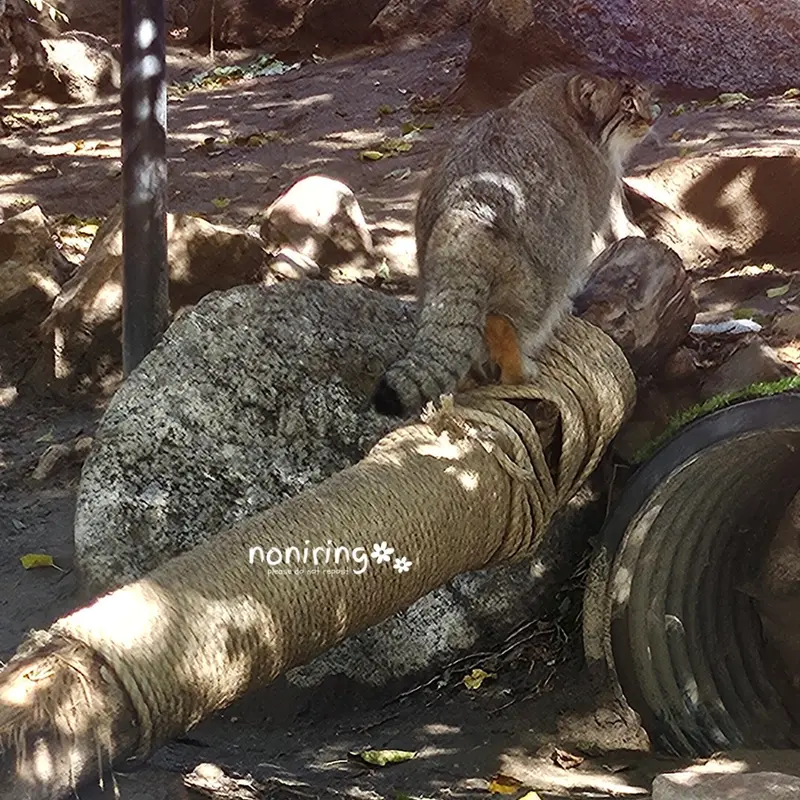 プエブロ動物園のオリーブの写真