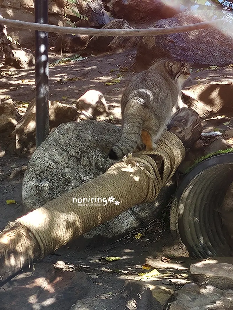 プエブロ動物園のオリーブの写真