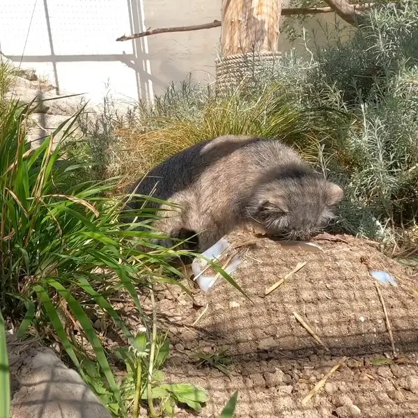 リール動物園のマヌルネコの写真