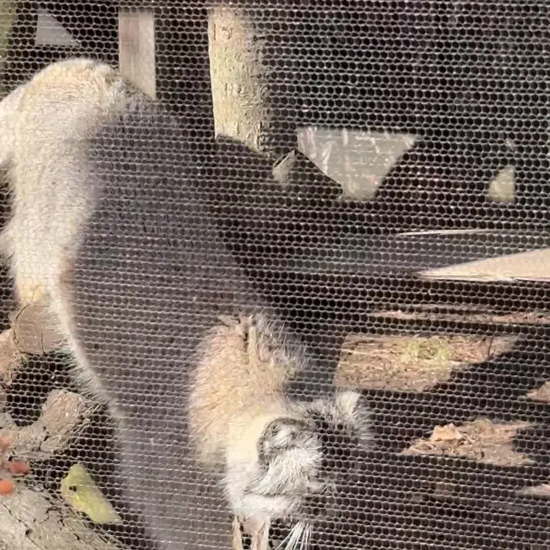 ポッター・パーク動物園のマヌルネコの写真