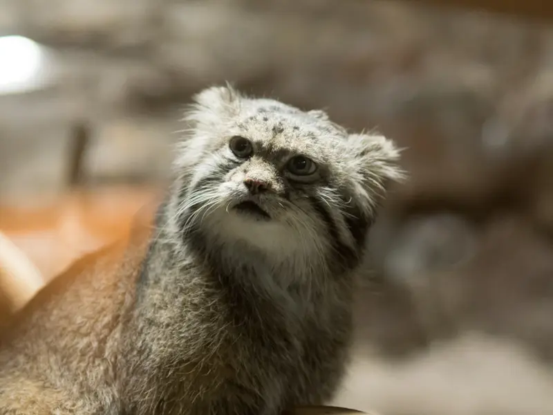 恩賜上野動物園のクリョンの写真